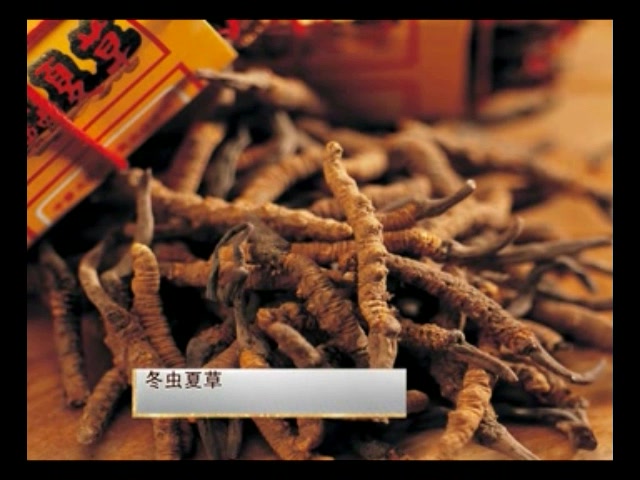 海虫草种植：助力乡村振兴的生态与经济双赢之道(图1)