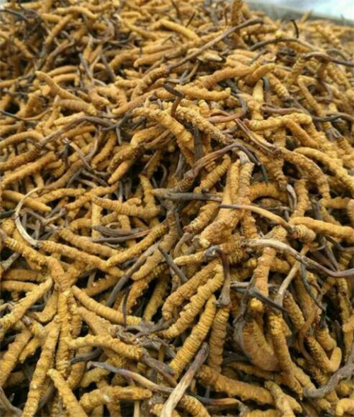 人工繁育冬虫夏草距离产业化还有多远？(图1)