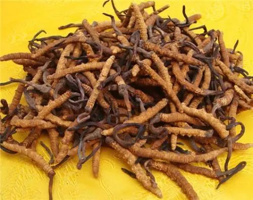 弯腰捡钱的冷门种植项目！这10个“隐形冠军”让你年入40万(图1)