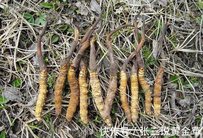 龙头企业连亏四年拟卖壳 食用菌行业格局待重塑(图1)