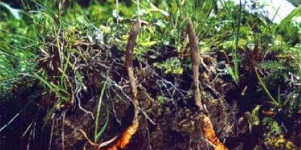 惊讶！冬虫夏草可以人工种植了(图1)