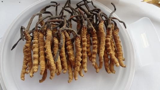 冬虫夏草栽培技术doc(图1)