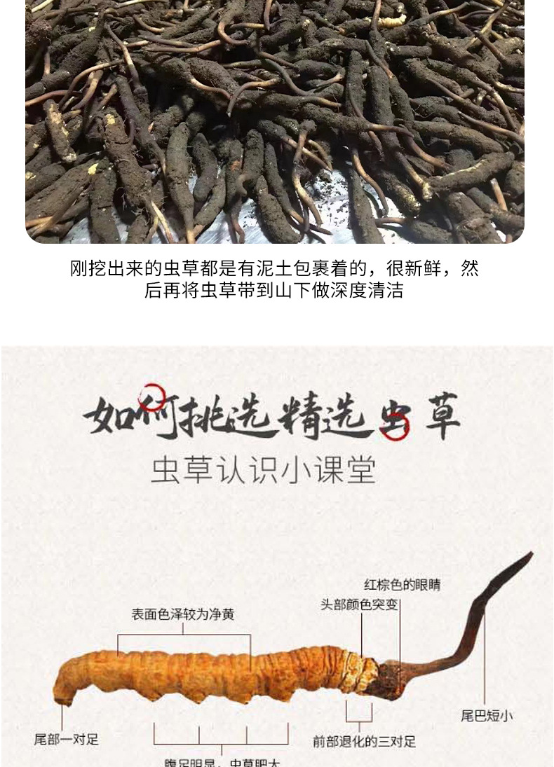 虫草的种植和研发(图1)