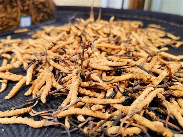 冬虫夏草的人工栽培程序(图1)