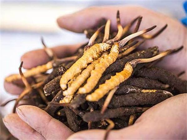 人工培育的虫草菌丝体有何保健作用(图1)