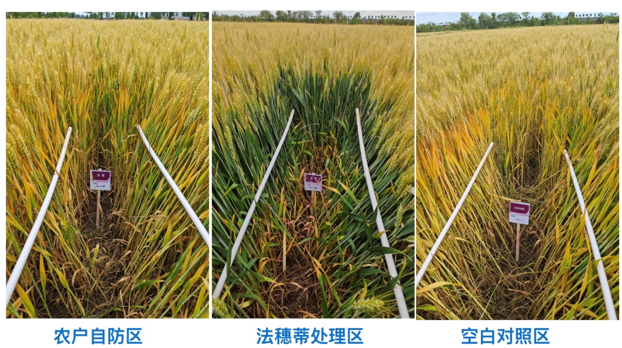 合肥长丰试验“科迪华综合种植方案” 实现增产增收(图1)