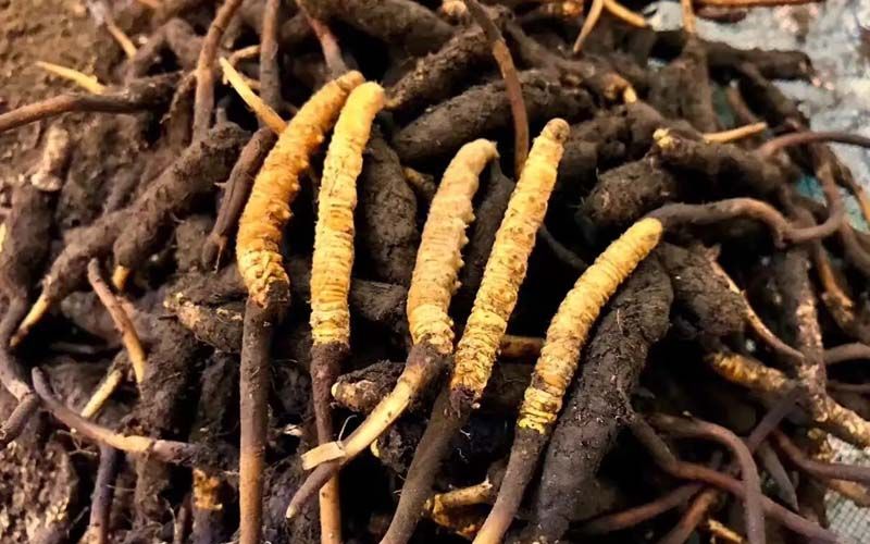 新的一年开始了农村尚未大规模种植中华虫草一亩能赚多少钱？(图1)