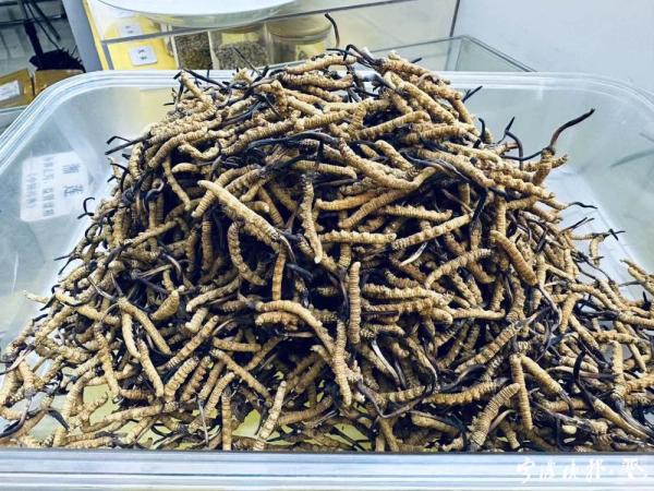 冬虫夏草怎么种植？冬虫夏草的种植方法？(图1)