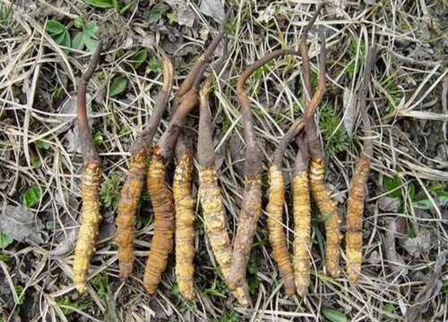 冬虫夏草栽培管理要点(图1)