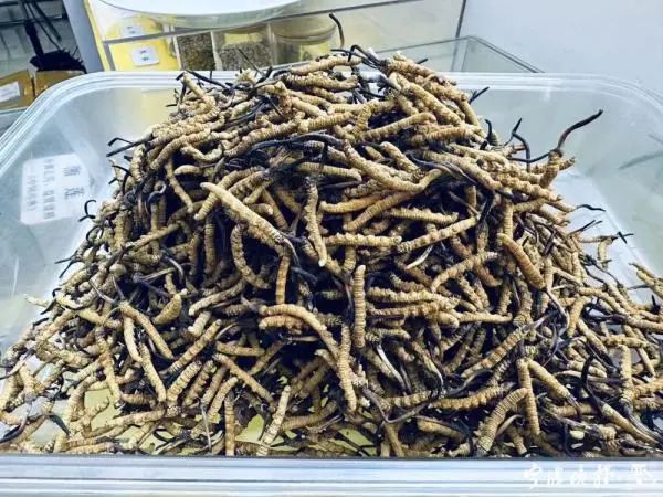 山东协和学院——北虫草种植：乡村振兴的新引擎(图1)