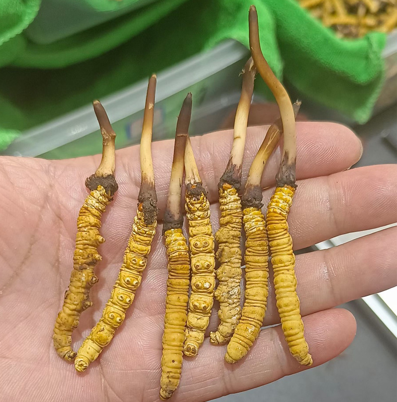 成了！阜师大传来好消息！(图1)