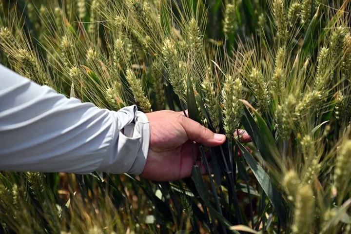 这130亩土地缘何备受关注？来看山西版口粮“吨粮田”的探索实践(图3)