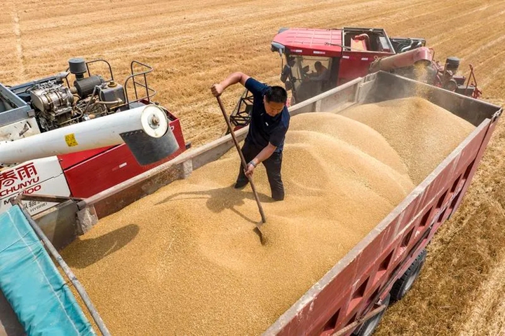 这130亩土地缘何备受关注？来看山西版口粮“吨粮田”的探索实践(图1)
