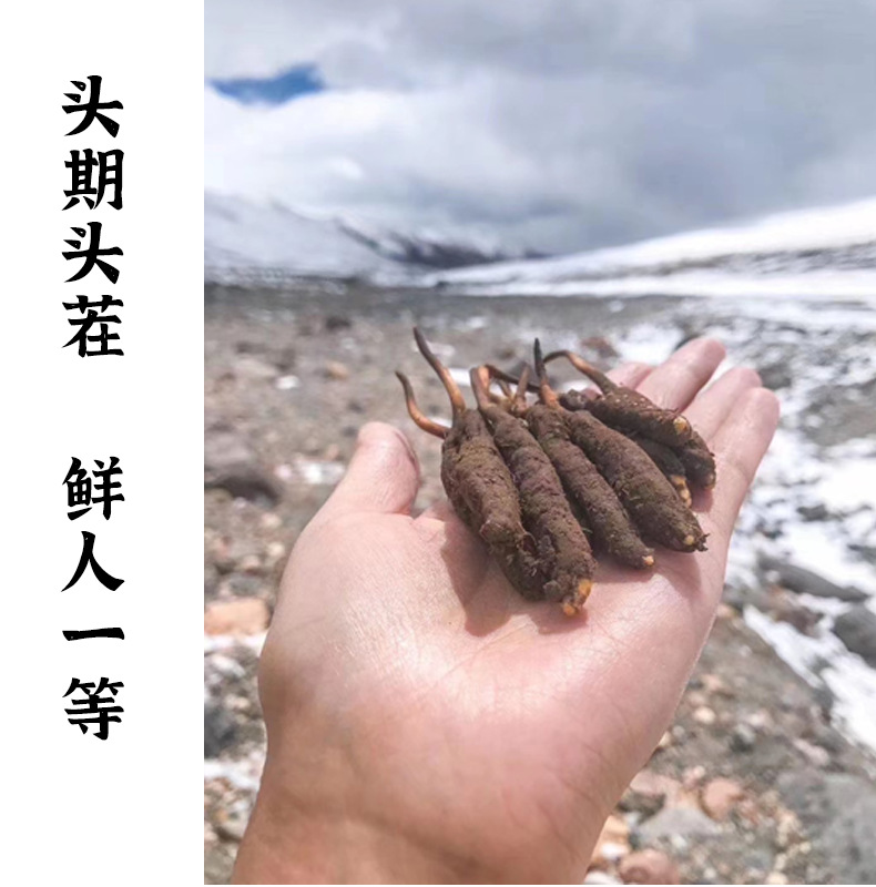 天价虫草背后的法律红线根获刑(图1)