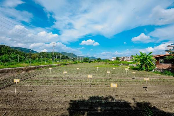 瑞众保险乡村振兴产业园开启第二季种植 “聚宝盆”里再迎“西瓜红”(图1)