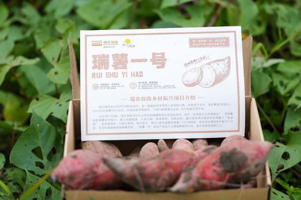 瑞众保险乡村振兴产业园开启第二季种植 “聚宝盆”里再迎“西瓜红”(图3)
