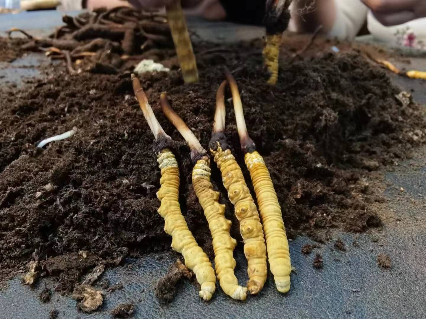 冬虫夏草什么时候种植 什么时候种冬虫夏草(图1)