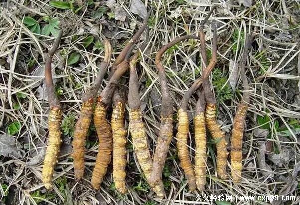 海北州林草产业三年提质增效(图1)