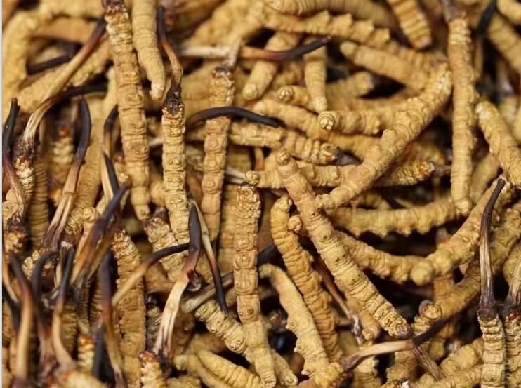 科技赋能大豆变“金豆”(图1)