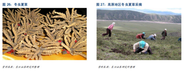 虫草鸡生“金蛋” 退伍兵哥探索乡村致富新项目(图1)