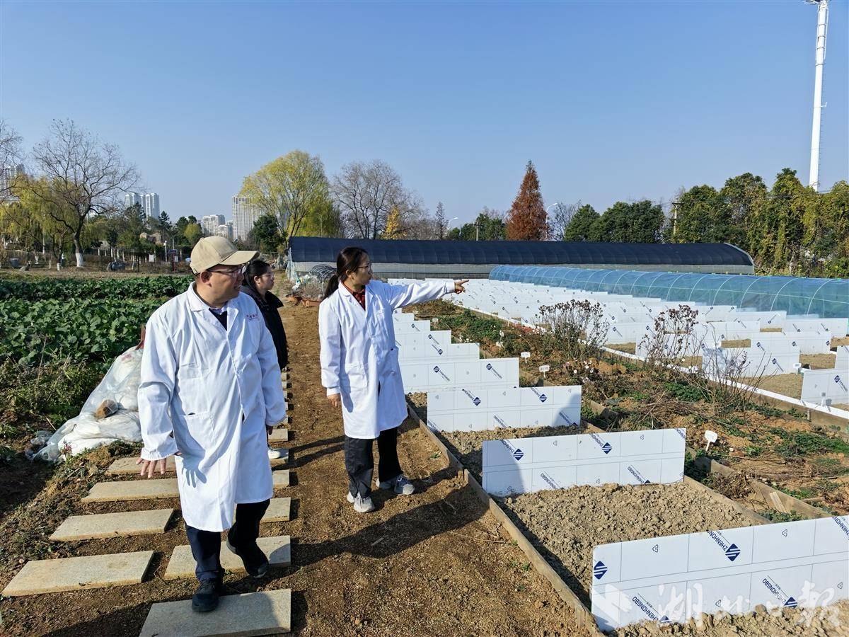 托举十大道地楚药底盘——专访湖北科技进步一等奖获得者、湖北中医大学刘大会教授团队(图1)