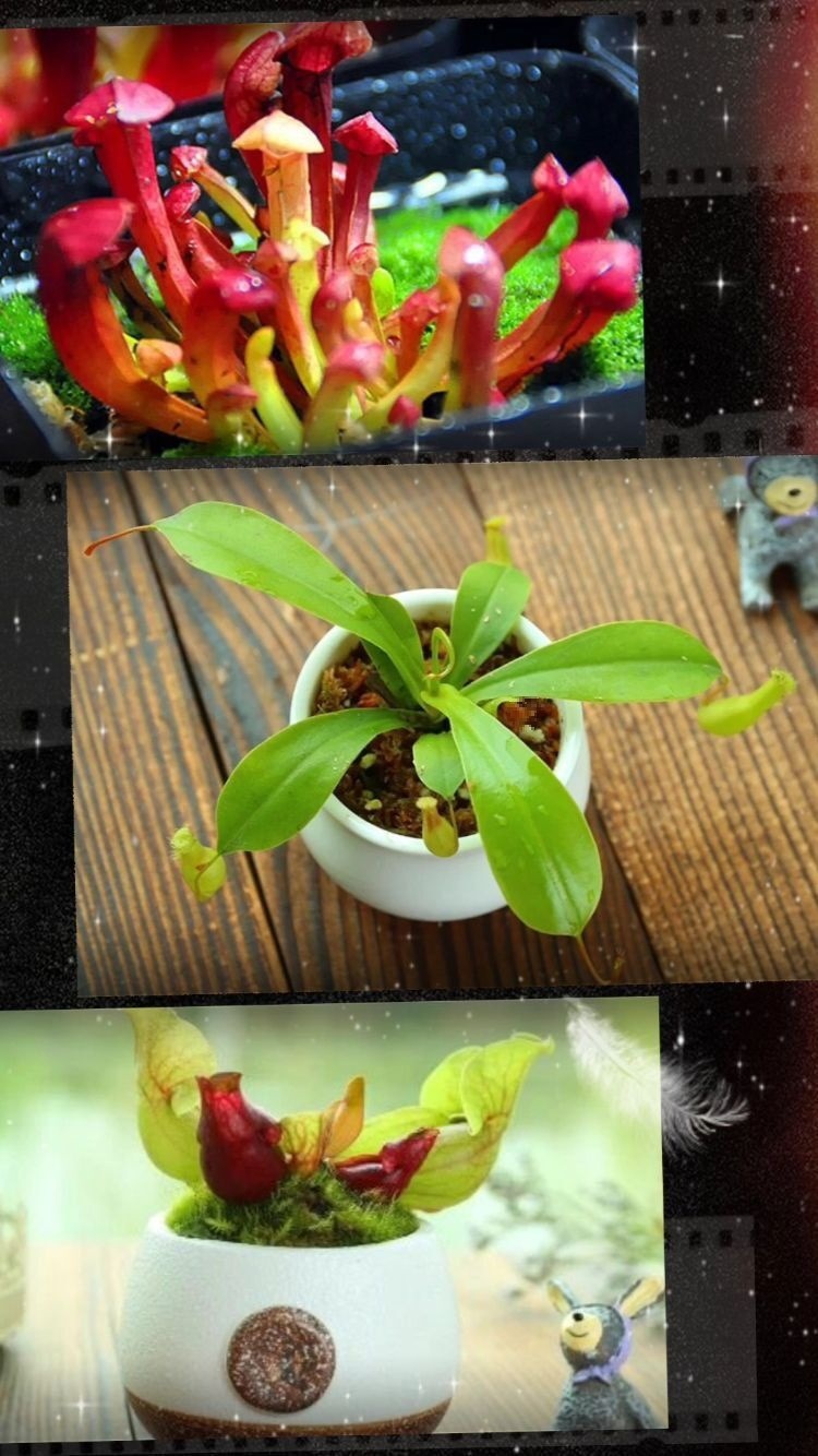 全省首家！无人机“4S”店落户婺城(图1)