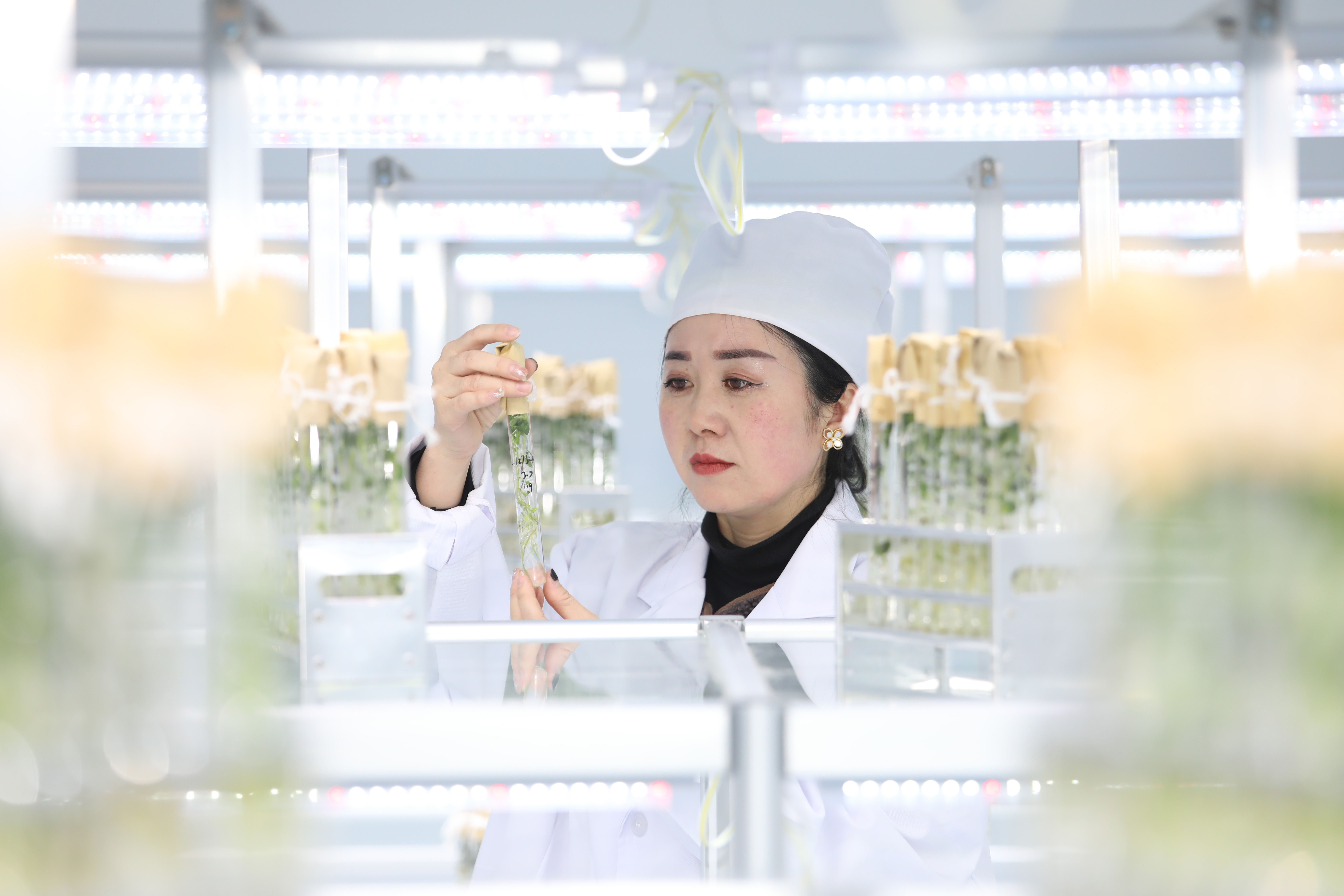 生物育种产业化欲扩面提速中央一号文件释放信号(图1)