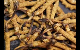 北苍术：抓市场机遇 谋高质量发展(图1)