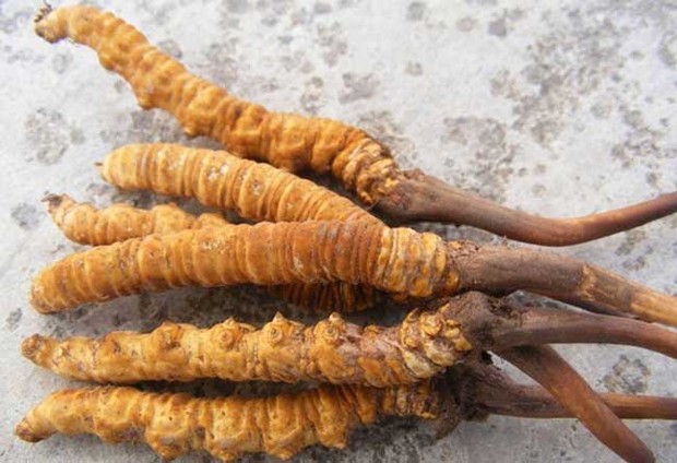 良田“慧”种 为农业插上“科技翅膀”(图1)