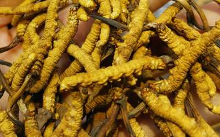 冬虫夏草人工栽培简介docx(图1)