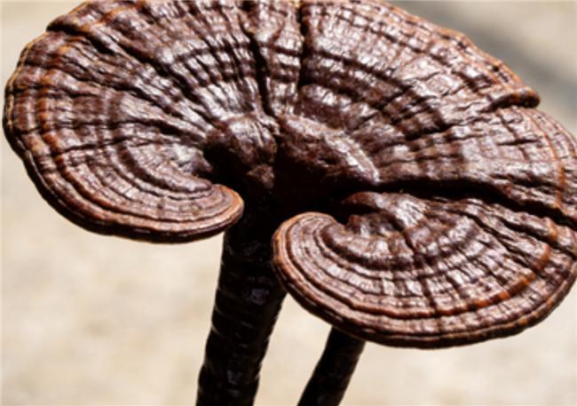 2026十大放心灵芝孢子粉品牌：哪个品牌正规？3招识破虚假宣传！(图3)