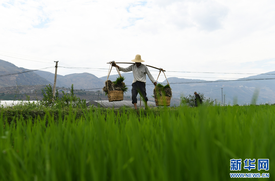 CD记录 全国人大代表宋宝安：加强植保立法护航粮食安全(图1)