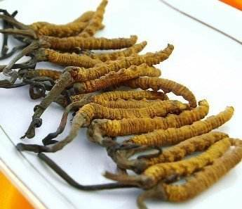 北虫草如何种植 北虫草人工栽培技术(图1)