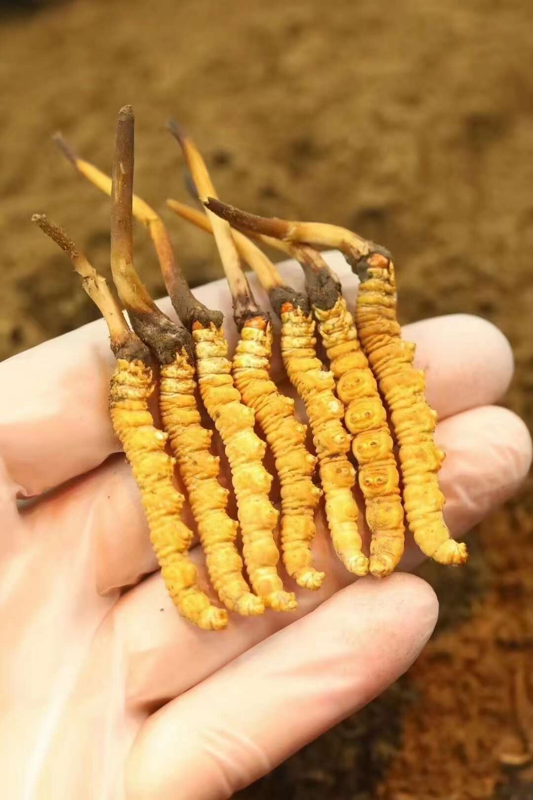 2026年中国野生新鲜冬虫夏草行业白皮书(图1)