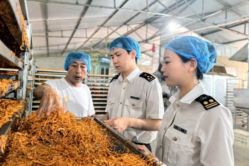 虫草真的可以人工种植吗？(图1)